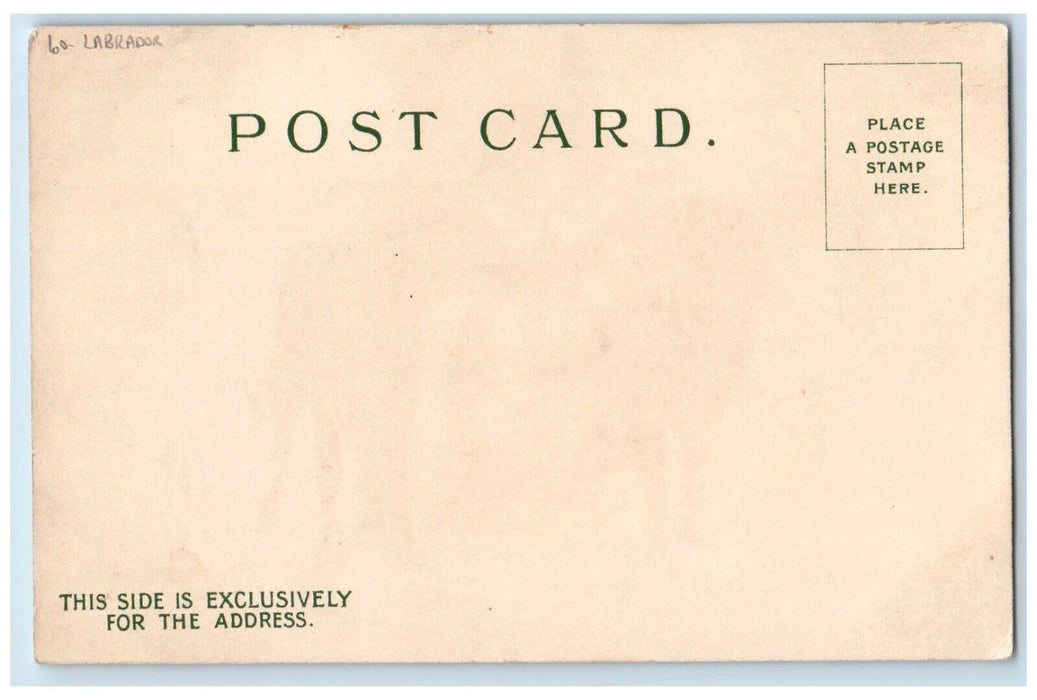 c1905 Christmas Girl Handwarmer Holly Labrador Dogs Winter Snow Antique Postcard