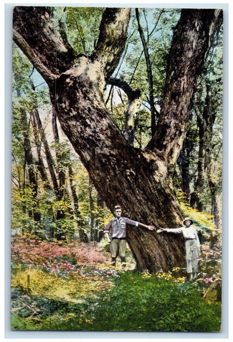 The Big Maple Tree Forest Scene Prairie Du Chien Wisconsin WI Vintage Postcard