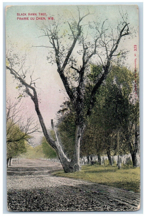 1911 Black Hawk Tree Dirt Road Scene Prairie Du Chien Wisconsin WI Postcard