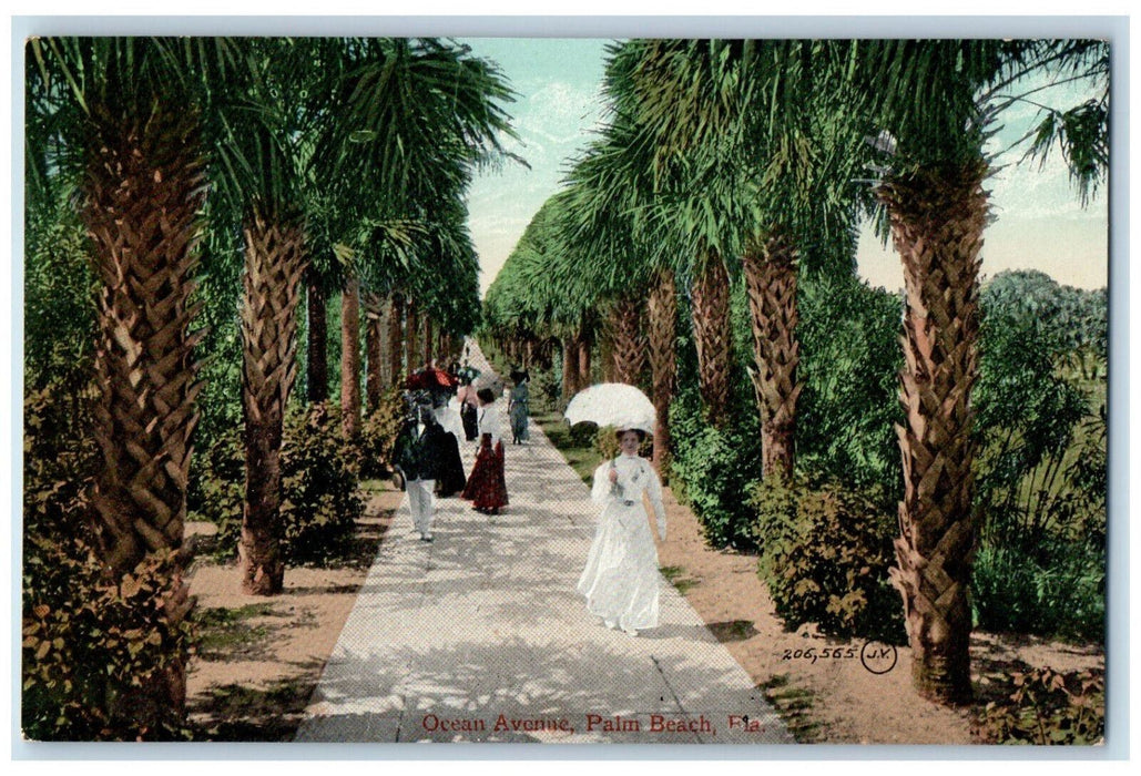 c1910 Trees in Ocean Avenue Palm Beach Florida FL Antique Unposted Postcard