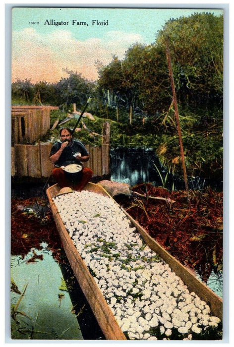 c1910 Man Sitting Boat Scene Alligator Farm Florida FL Antique Postcard