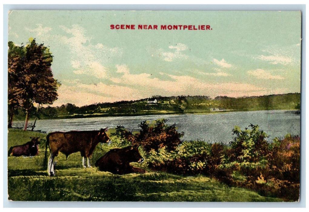 1916 Cow Scene Near Montpelier Vermont VT Johnson VT Antique Postcard