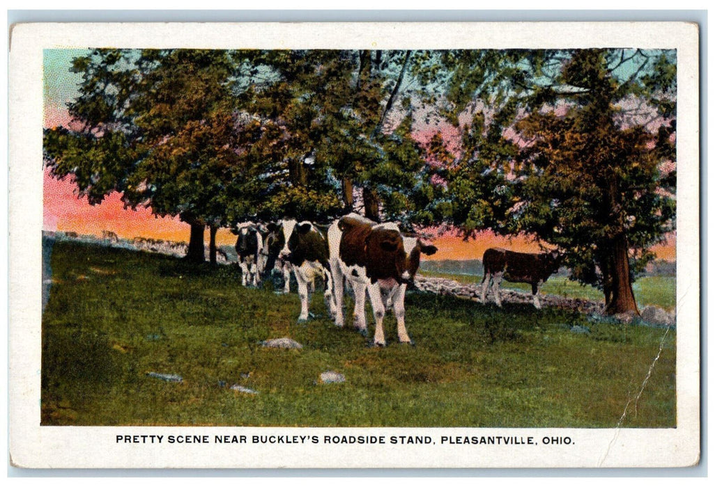 c1920's Cows Scene Buckley's Roadside Stand Pleasantville Ohio OH Postcard