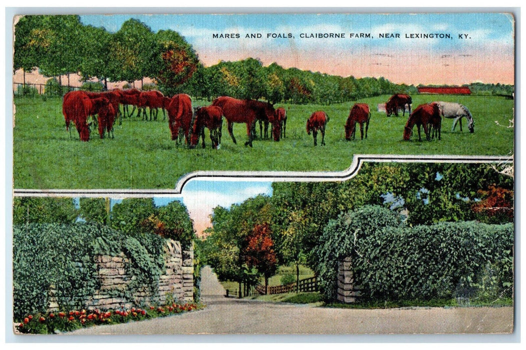 c1950's Multiview Horses Mares Foals Clairborn Farm Near Lexington KY Postcard
