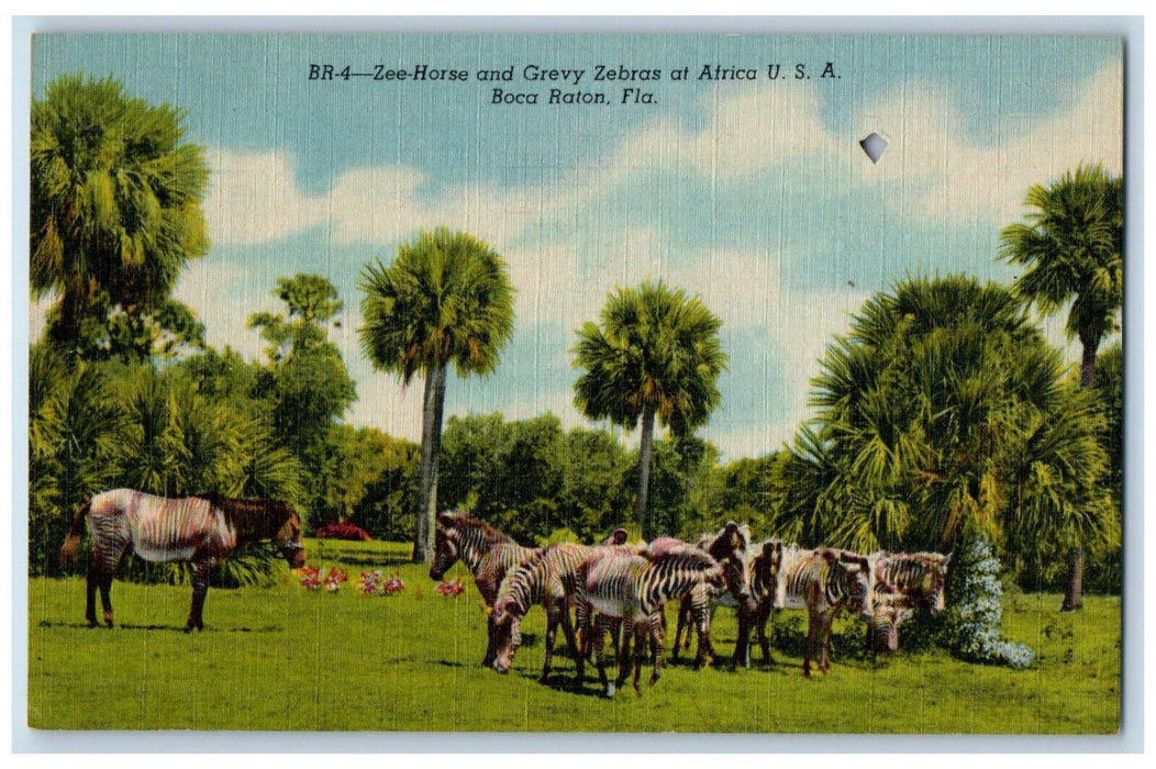c1950's Zee Horse and Grevy Zebras Africa USA Boca Raton FL Ticket Postcard