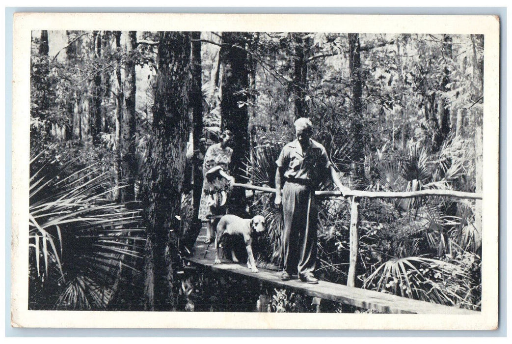 c1950's The Swamp Walk in Fisheating Creek Palmdale Florida FL Postcard