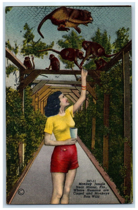 c1950's Woman Playing with Monkeys at Monkey Jungle Miami Florida FL Postcard