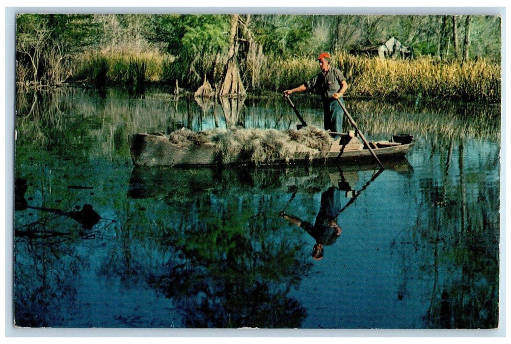 1963 Moss Picker Gathering Spanish Moss Cajuns Bayou Country Louisiana Postcard
