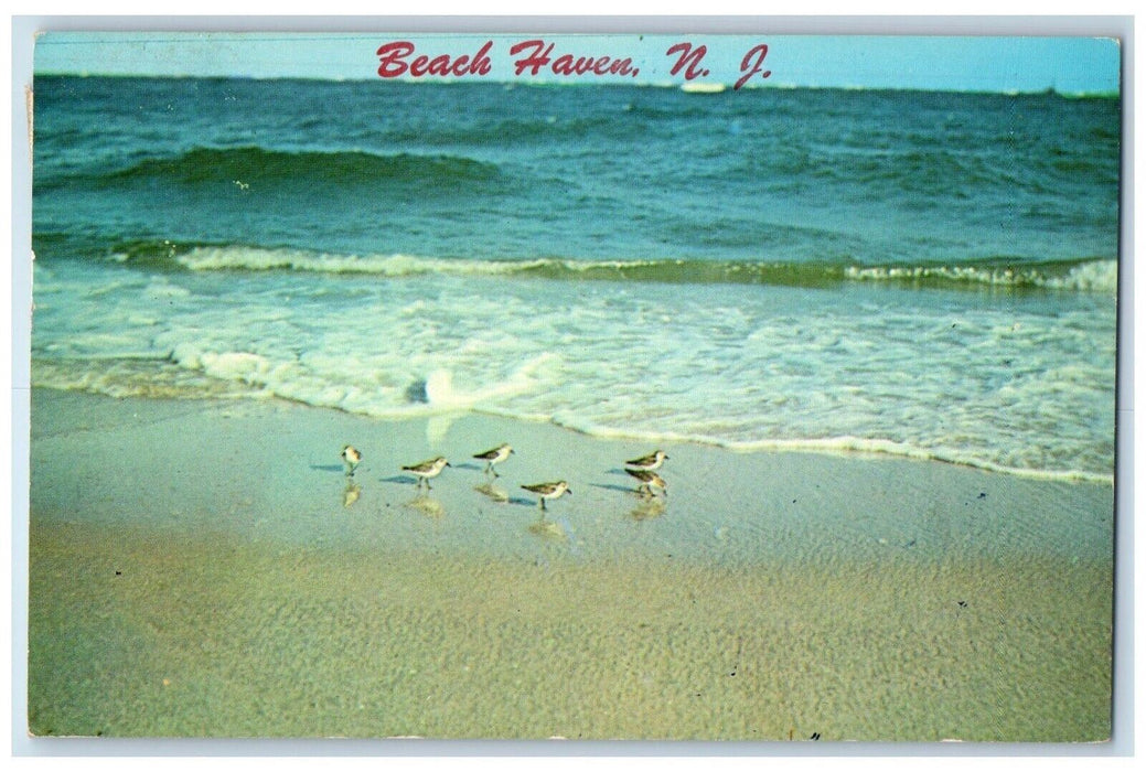 1961 Sea Waves Bird Scene Beach Haven New Jersey NJ Vintage Posted Postcard