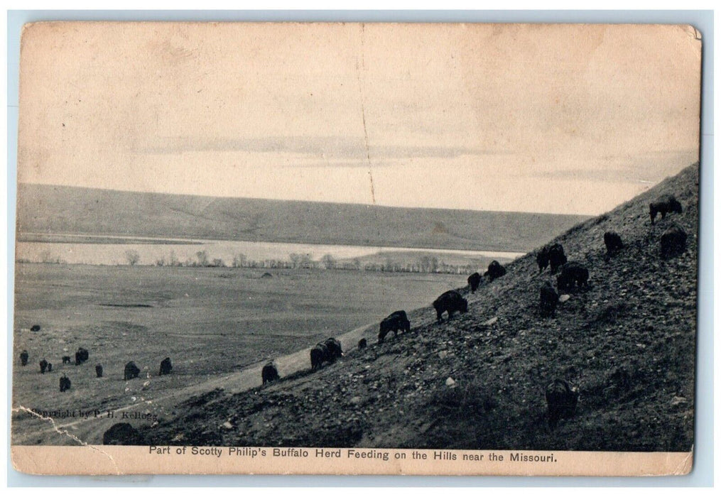 1910 Part Scotty Philips Buffalo Herd Feeding Hills Rock Near Missouri Postcard