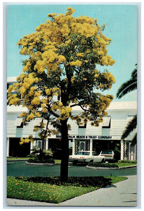 1976 Bank Palm Beach Trust Company Tree Cocoanut Row Palm Beach Florida Postcard