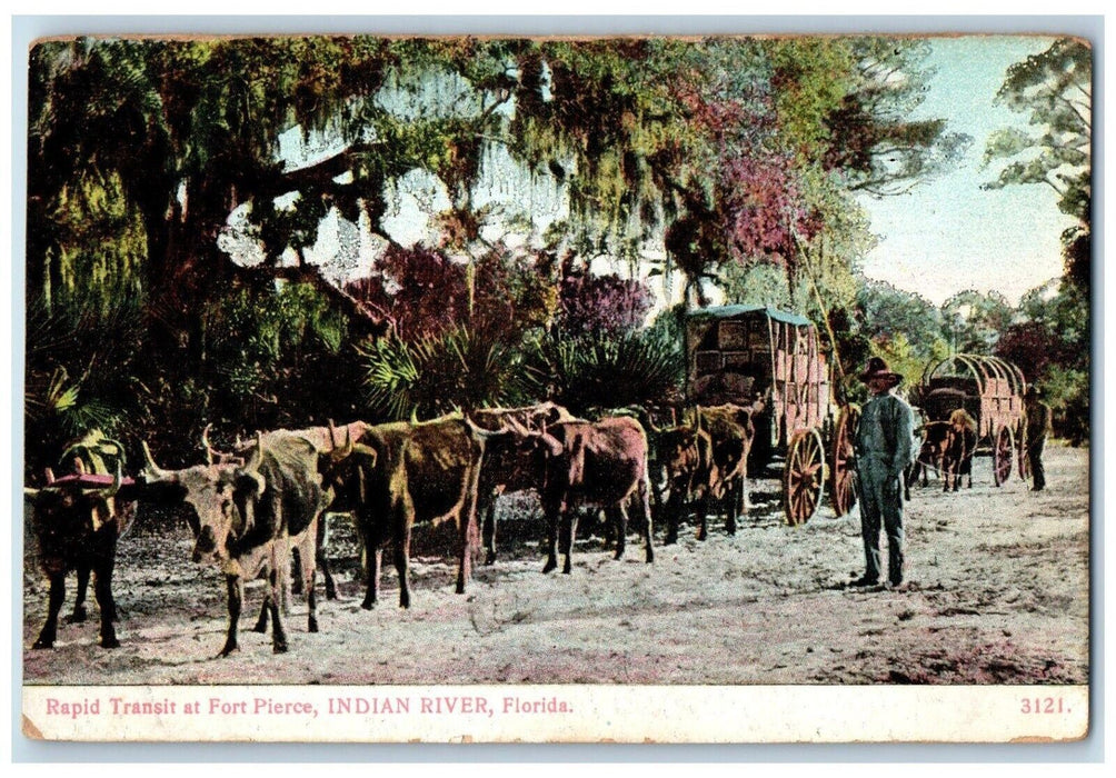 c1910 Rapids Transit Fort Pierce Herd Carriage Indian River Florida FL Postcard