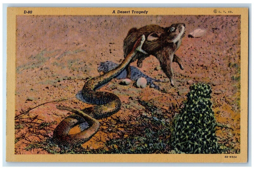 1940 Desert Tragedy Rattlesnake Bite Rabbit Snake Scene Vintage Antique Postcard