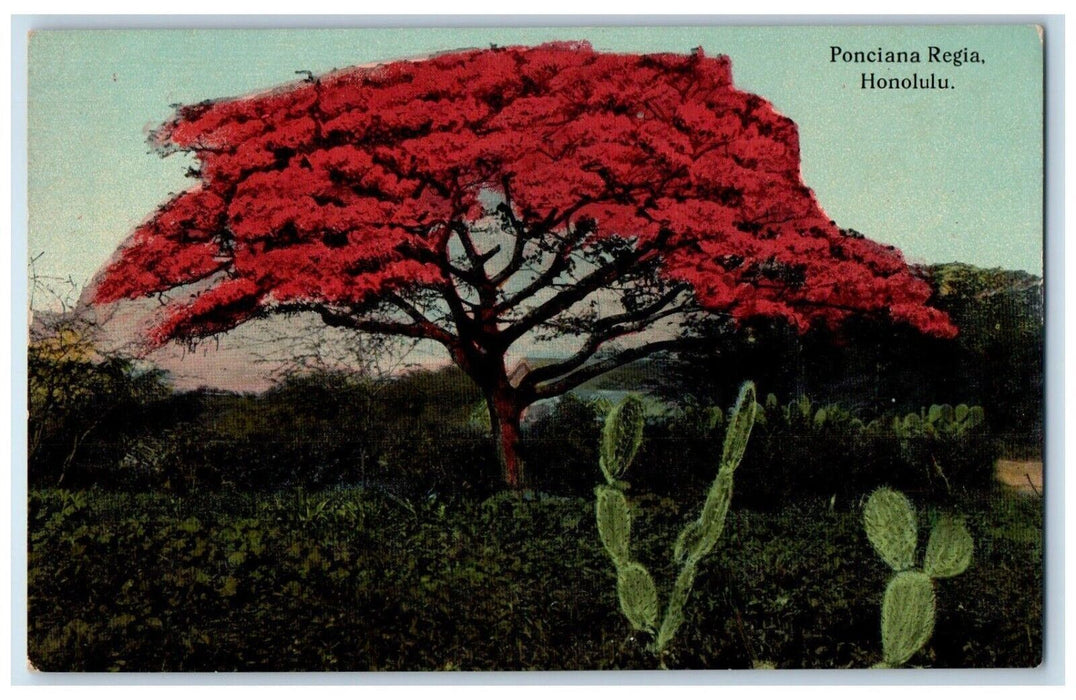 View of Ponciana Regia Crimson Flowering Tree Scene Honolulu Hawaii HI Postcard