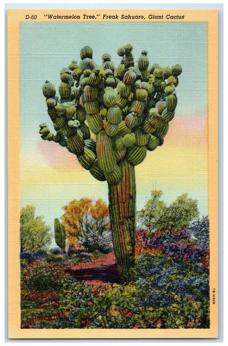 c1940 Watermelon Tree Freak Sahuaro Giant Cactus Stand Monument Arizona Postcard