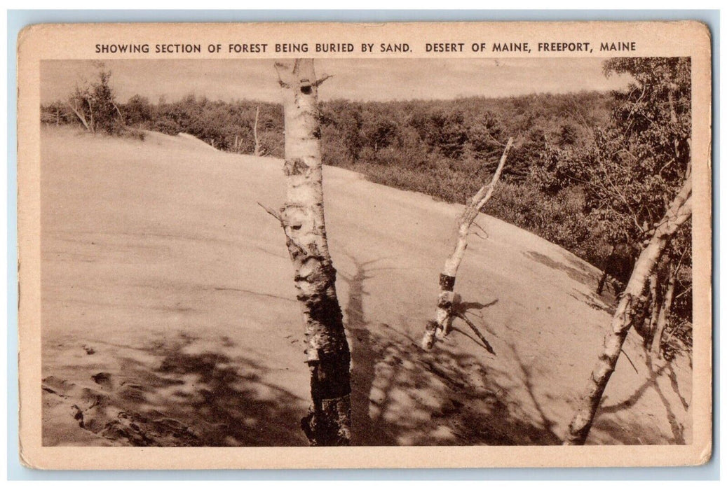 Desert Of Maine Freeport Showing Section Forest Buried By Sand ME Postcard