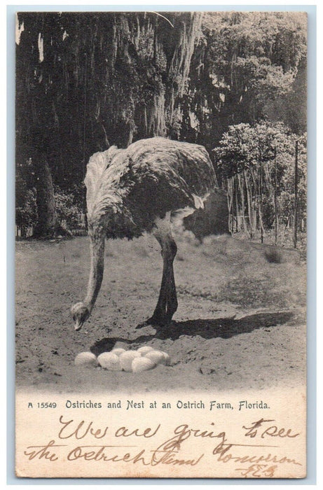 1906 Ostriches And Nest At An Ostrich Farm Turkey Creek Florida FL Postcard