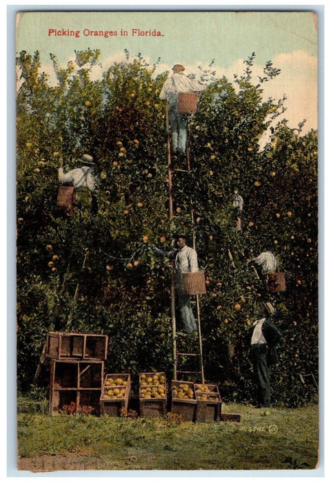 1915 View Of Picking Oranges In Florida Jacksonville FL Antique Postcard