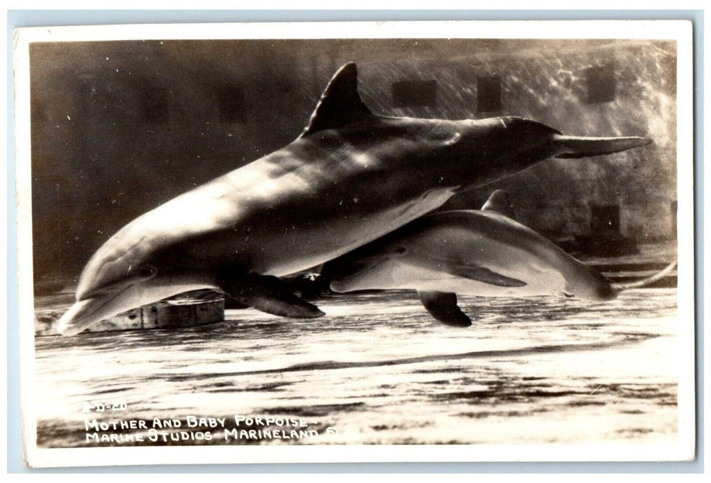c1940's Mother Baby Dolphin Porpoise Marineland Florida FL RPPC Photo Postcard