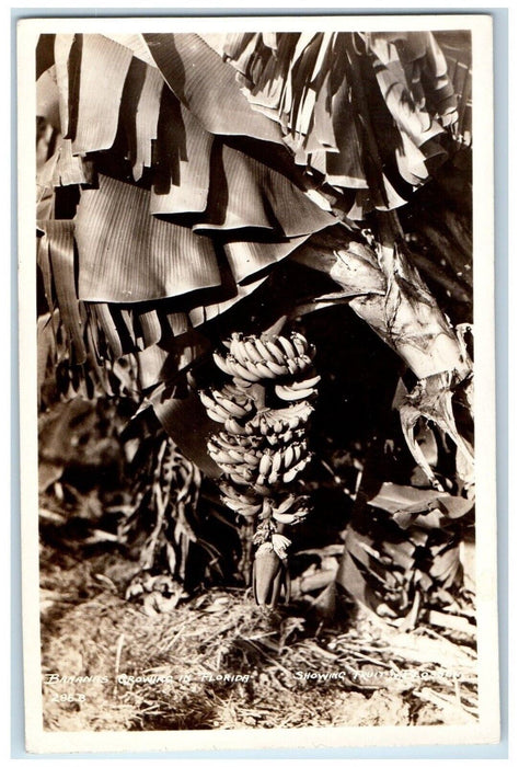 c1940's Banana Fruit Blossoms Growing In Florida FL RPPC Photo Postcard