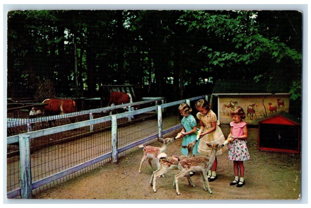 Deer Forest Animal Farm Paw Paw Lake Children Bottle Feeding Coloma MI Postcard