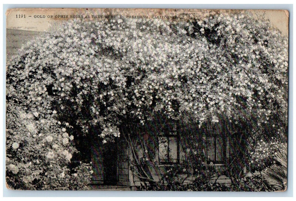 1915 Gold Ophir Roses As They Grow Pasadena California CA Antique Postcard