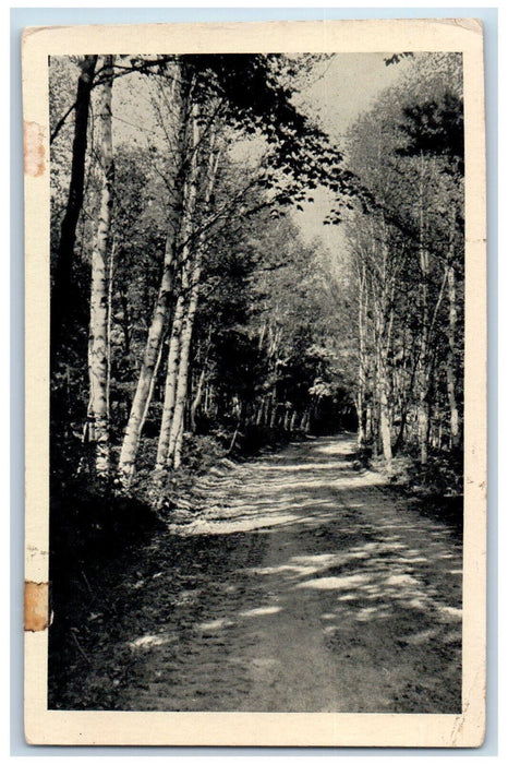 c1950's Birch Fringed Trail in Northern WI Greetings from Mercer WI Postcard