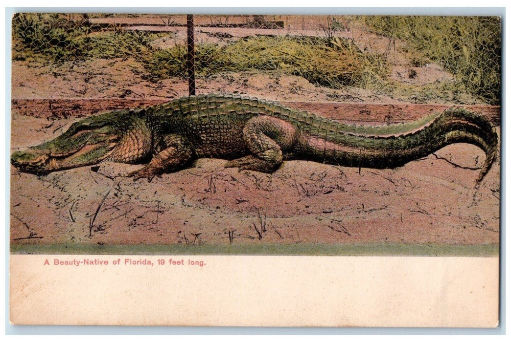 c1905 View Of A Beauty-Native Of Florida 19 Feet Long Alligator FL Postcard