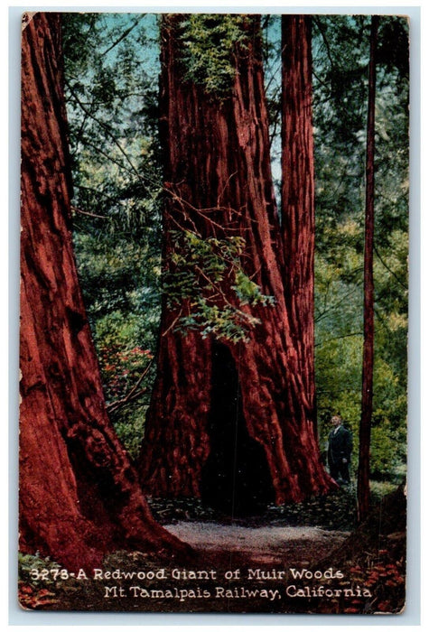 c1910's Redwood Giant Of Muir Woods Mt. Tamalpais Railway California CA Postcard