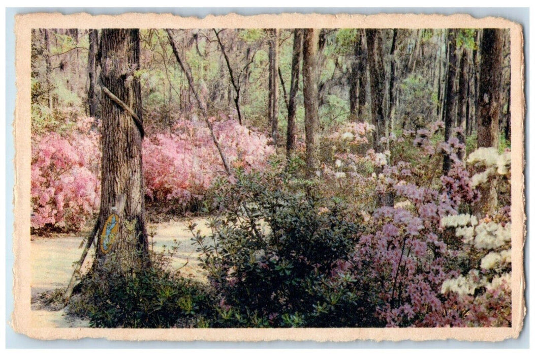 c1930's Cypress Gardens Oakley South Carolina SC, Road Flowers Vintage Postcard