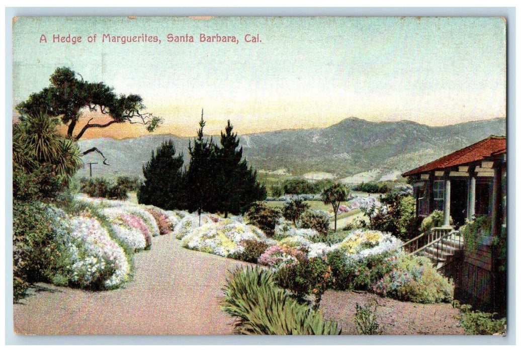 c1910's A Hedge Of Marguerites Flowers Santa Barbara California CA Postcard