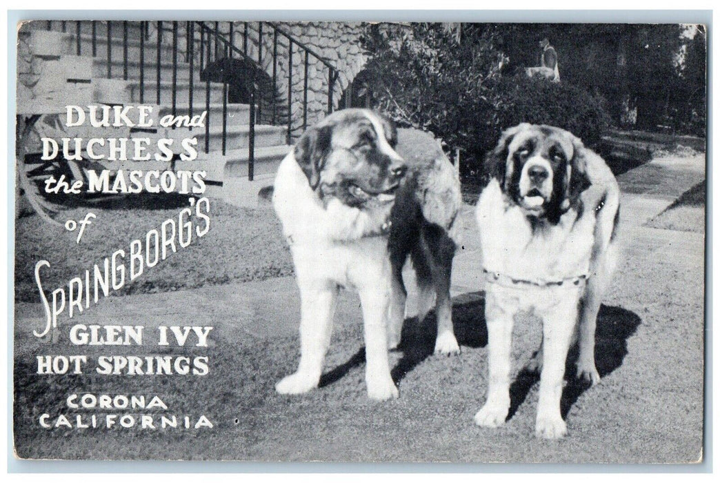 Duke And Duchess The Mascots Springborg's Glen Ivy Hot Spring Corona CA Postcard