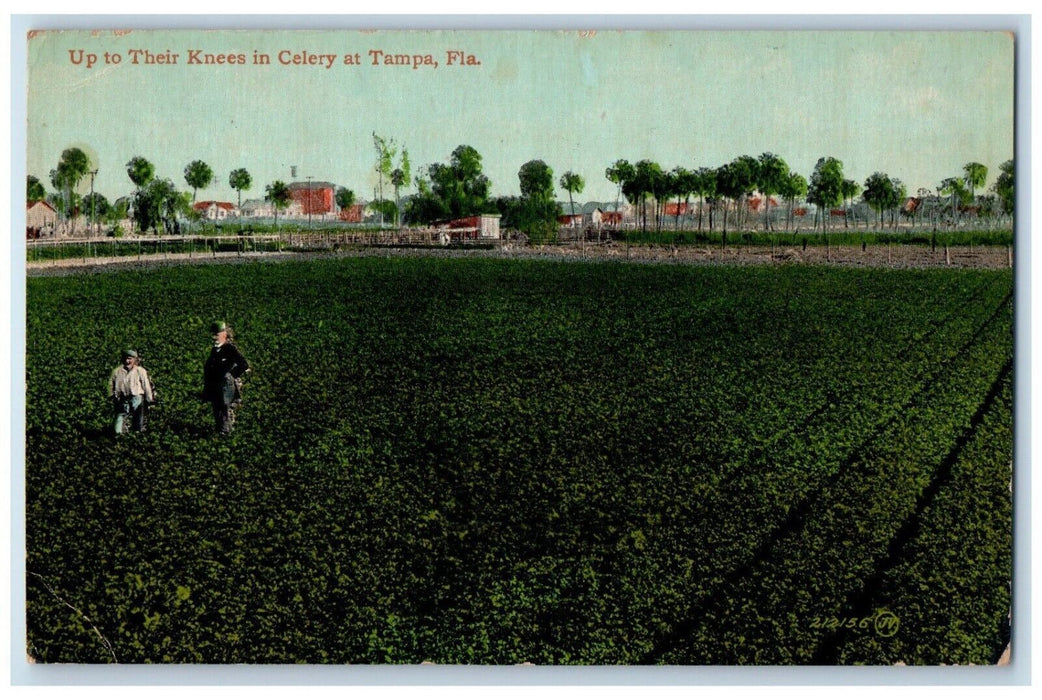 1910 Up To Their Knees Celery Farm Plants Trees GrassTampa Florida FL Postcard