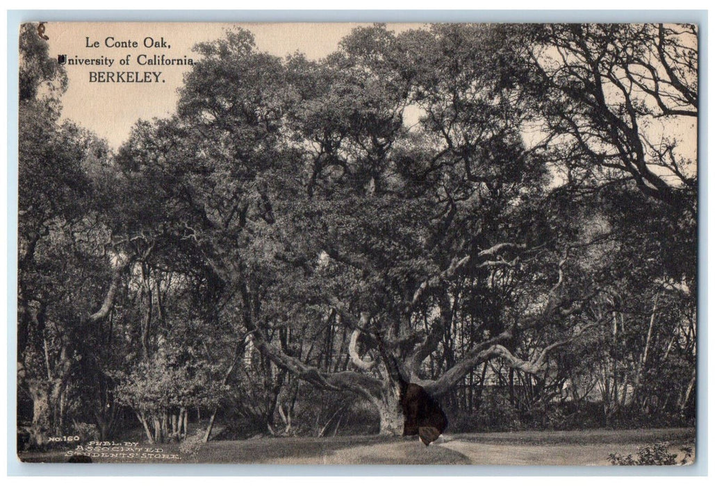 c1910 Le Conte Oak University of California Berkeley CA Antique Postcard