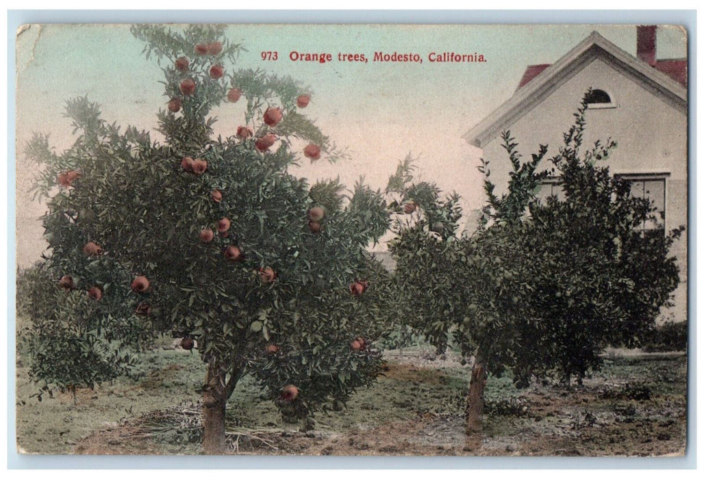 1909 Orange Trees Modesto California CA Antique Cardinel Vincent Co. Postcard