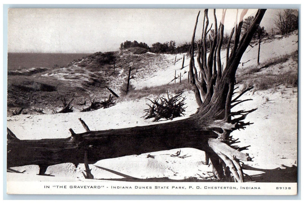 c1950's In The Graveyard Indiana Dunes State Park Chesterton Indiana IN Postcard