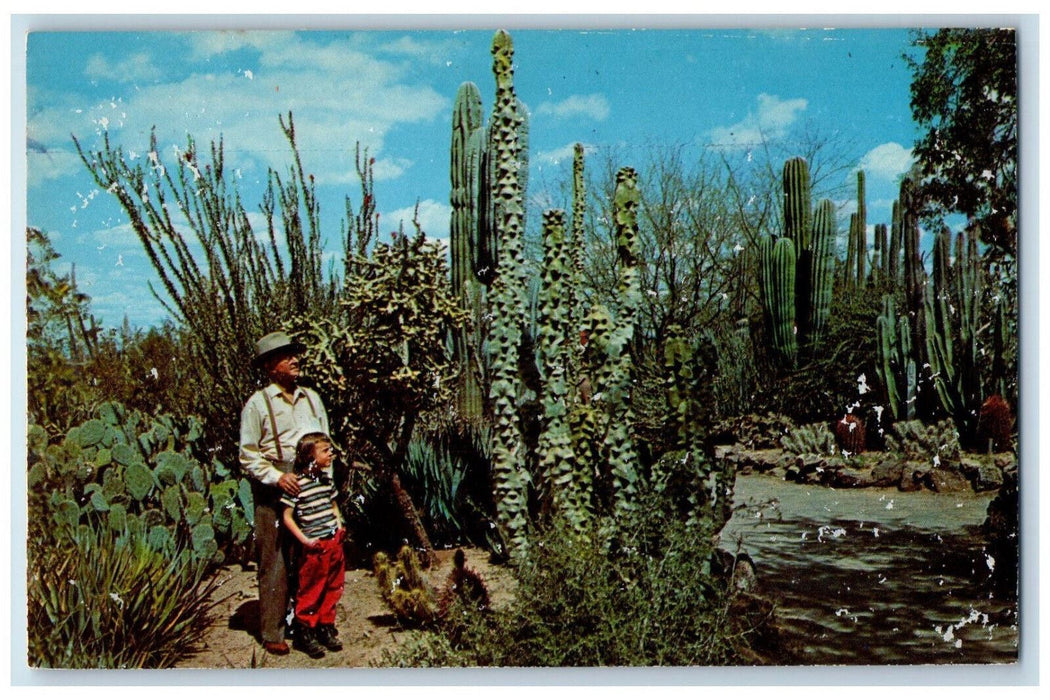 c1950's Desert Botanical Garden Between Tempe and Phoenix Arizona AZ Postcard