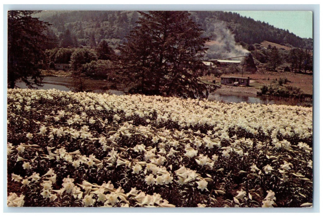 c1950's Croft Lilies Southern Oregon Coast Curry County Oregon OR Postcard