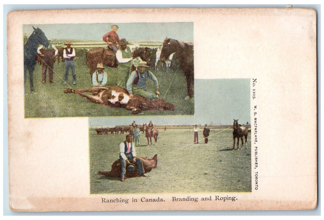 c1910's Ranching In Canada Branding And Roping Unposted Antique Postcard