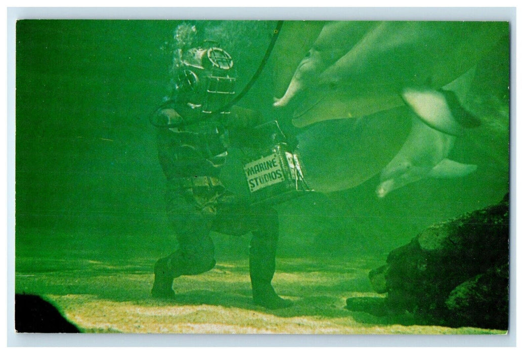 c1960 Diver Feeding Porpoise Marine Studios St Augustine Florida FL Postcard