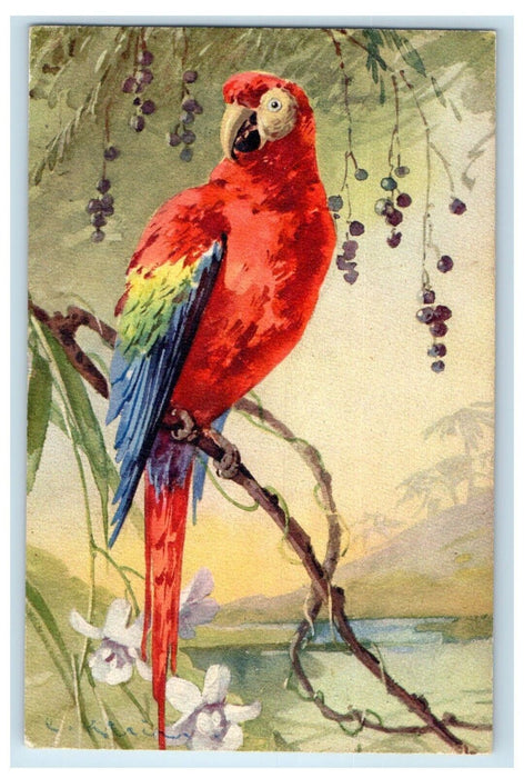 Switzerland Parrot Bird At The Tree Branch Flowers Unposted Vintage Postcard