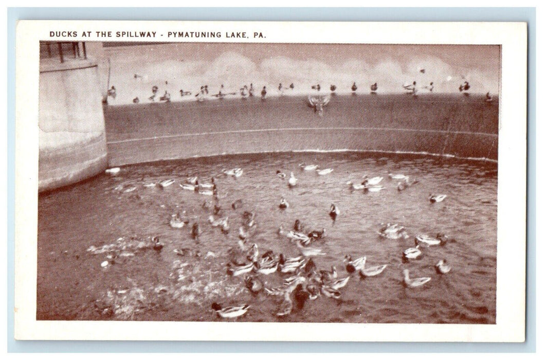 Ducks At The Pymatuning Lake Pennsylvania PA Unposted Vintage Postcard