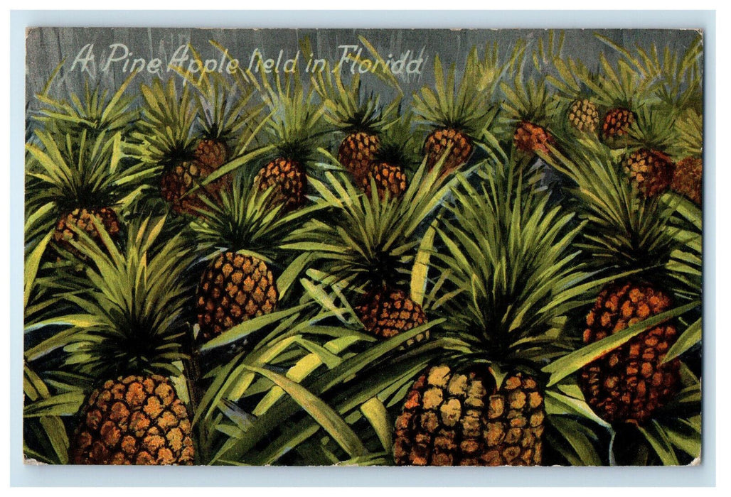 c1910 A Pine Apple Held In Florida FL Posted Florida Souvenir Postcard