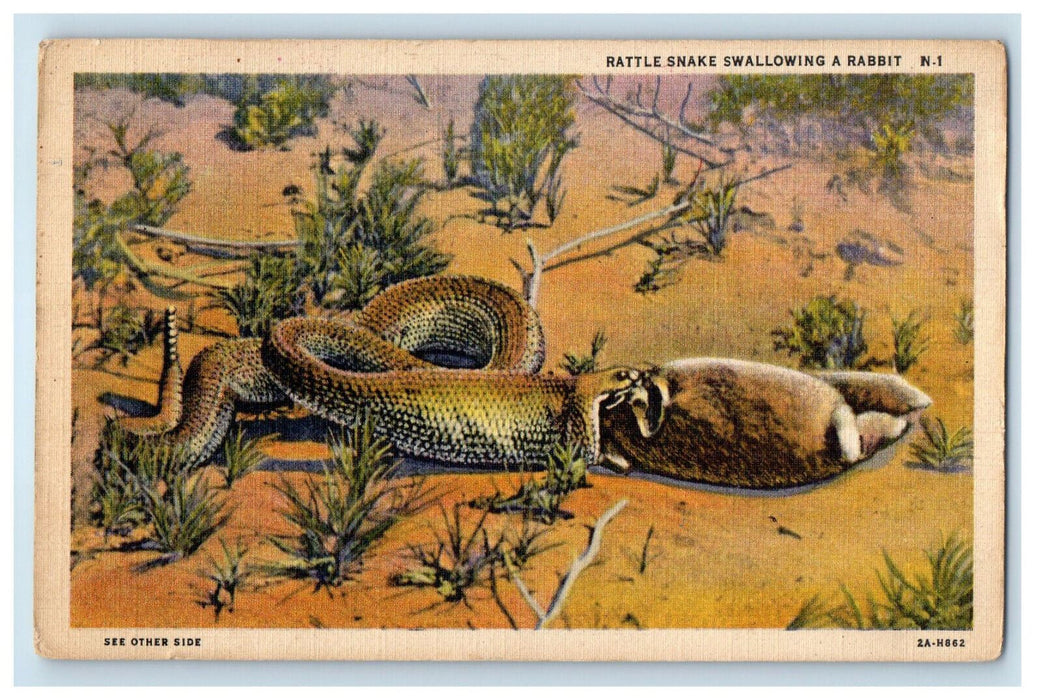1950 Rattle Snake Swallowing Rabbit Whites City New Mexico NM Postcard