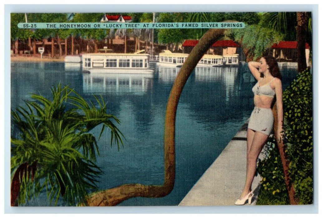 1952 The Honeymoon Lucky Tree Florida's Famed Silver Springs Sexy Girl Postcard