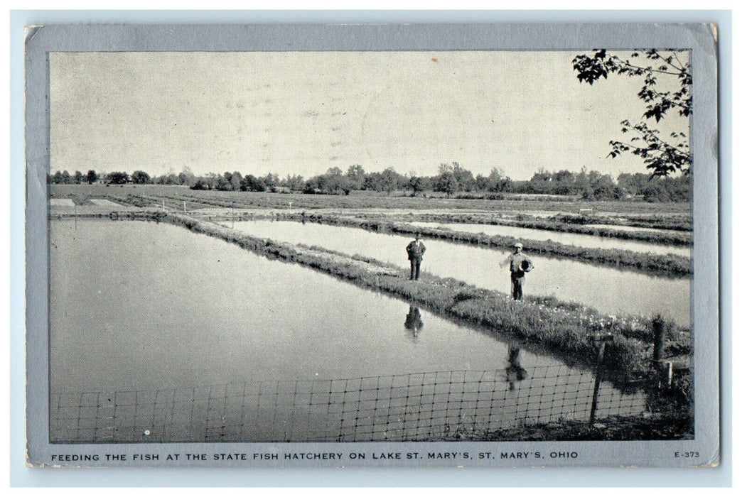 1937 Feeding Fish At State Fish Hatchery On Lake St. Mary's Ohio OH Postcard