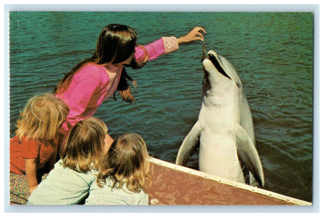 Dolphins Feeding Pool Children's At Sea World Aurora Ohio OH Vintage Postcard