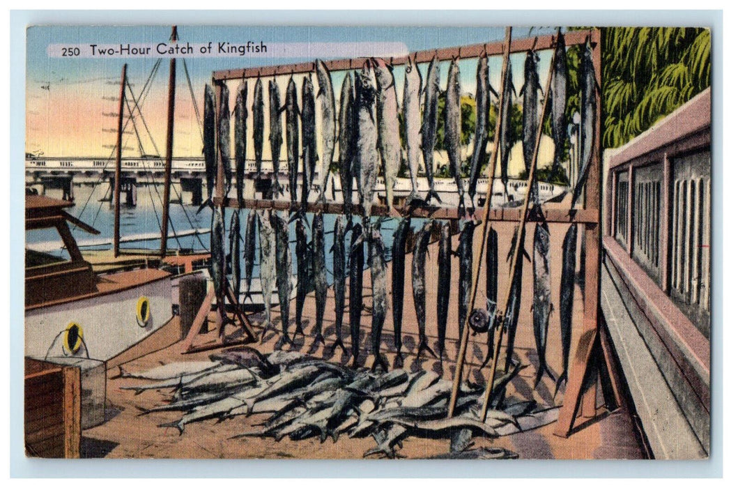 1958 Two Hour Catch of Kingfish Holly Hill, Florida FL Posted Postcard