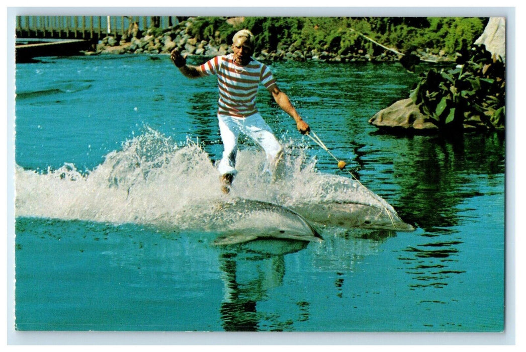 c1950's Dolphin Show Roman Ride At Sea World Aurora Ohio OH Vintage Postcard