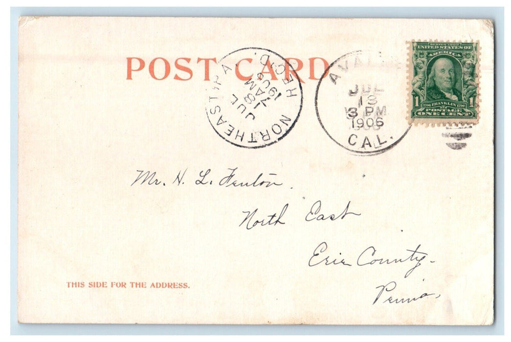 1906 A Catch Of Yellow Tail Fishes Santa Catalina Island California CA Postcard